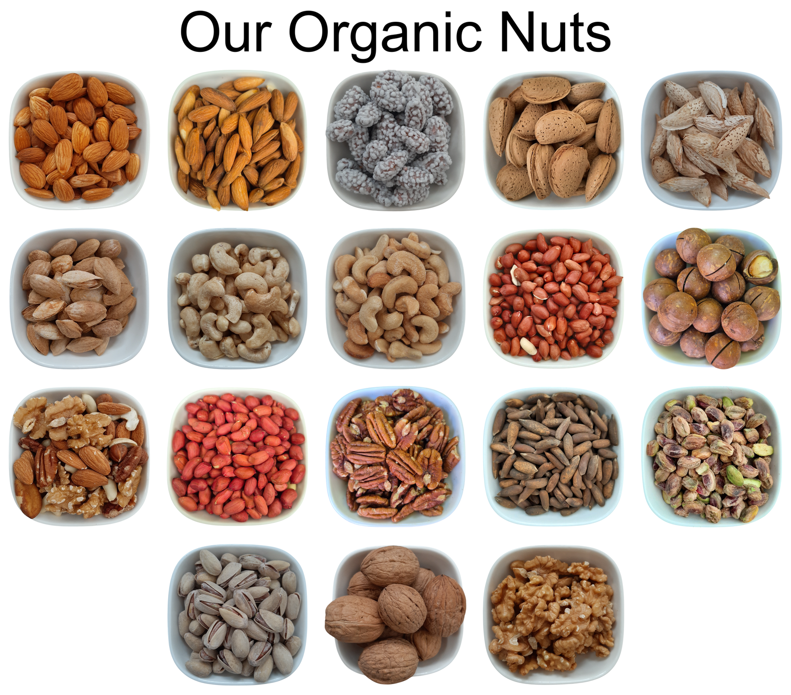 Giant Jumbo Sunflower Seeds – Natural Organic Premium-quality + Free sample!-2